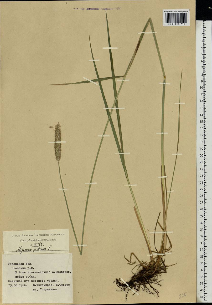 Alopecurus pratensis L., Eastern Europe, Central region (E4) (Russia)
