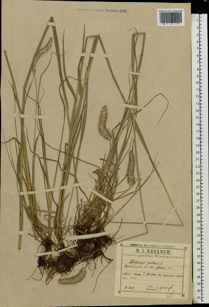 Alopecurus pratensis L., Eastern Europe, Central region (E4) (Russia)