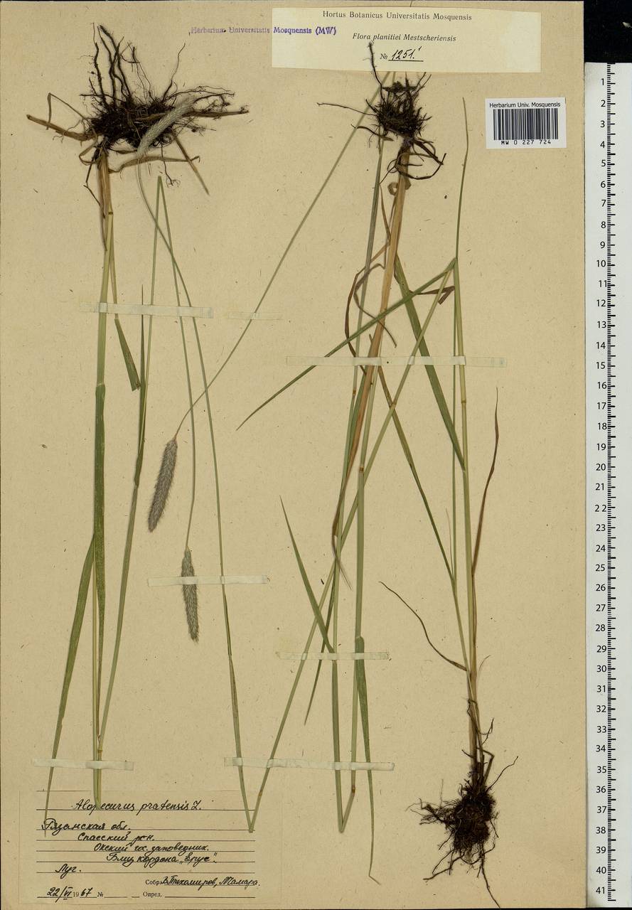 Alopecurus pratensis L., Eastern Europe, Central region (E4) (Russia)