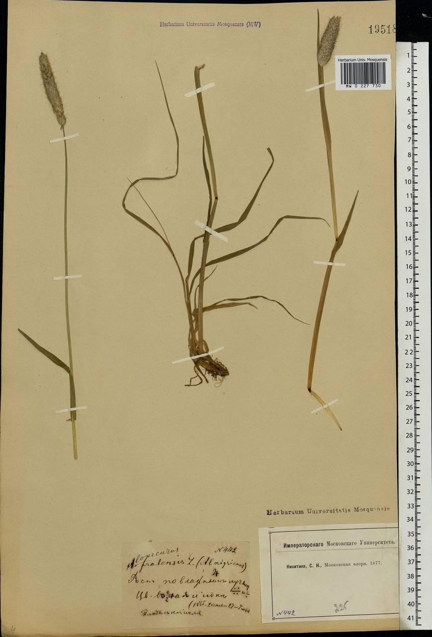 Alopecurus pratensis L., Eastern Europe, Moscow region (E4a) (Russia)