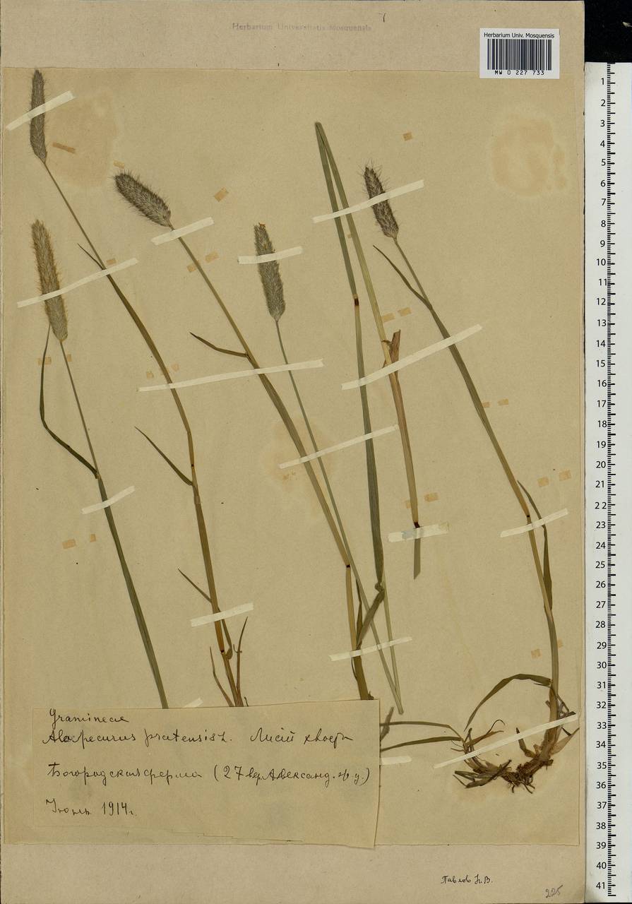 Alopecurus pratensis L., Eastern Europe, Moscow region (E4a) (Russia)