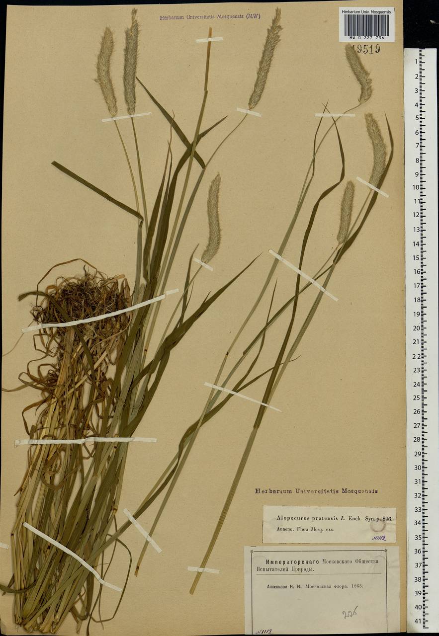 Alopecurus pratensis L., Eastern Europe, Moscow region (E4a) (Russia)