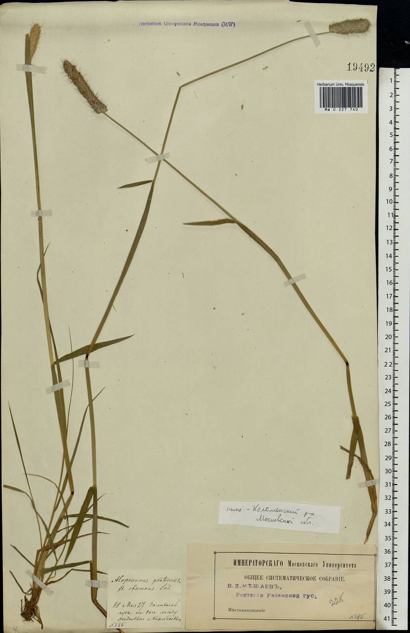 Alopecurus pratensis L., Eastern Europe, Moscow region (E4a) (Russia)