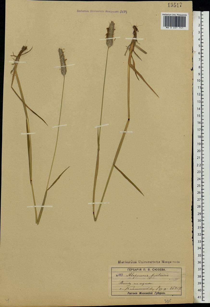 Alopecurus pratensis L., Eastern Europe, Moscow region (E4a) (Russia)