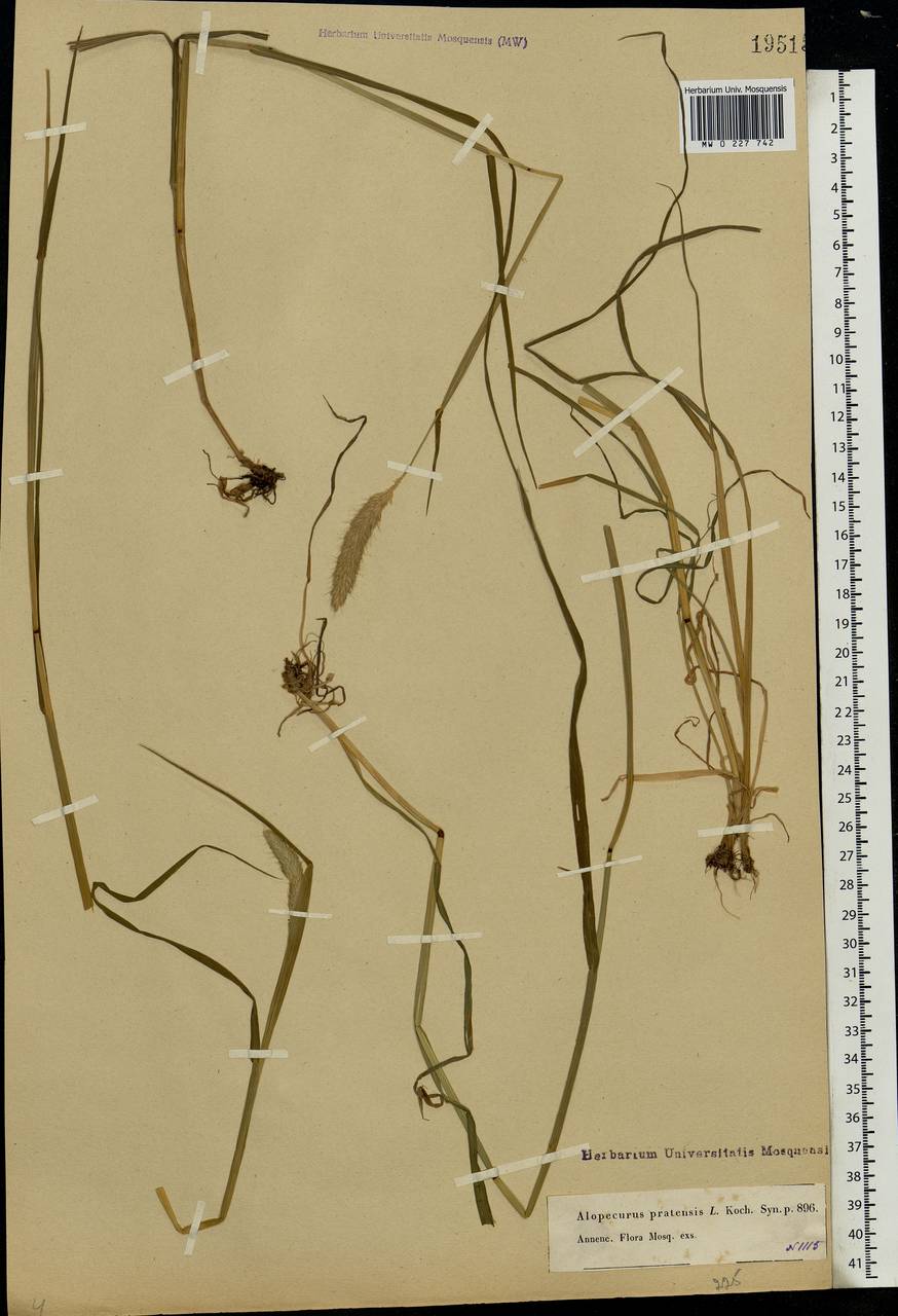 Alopecurus pratensis L., Eastern Europe, Moscow region (E4a) (Russia)