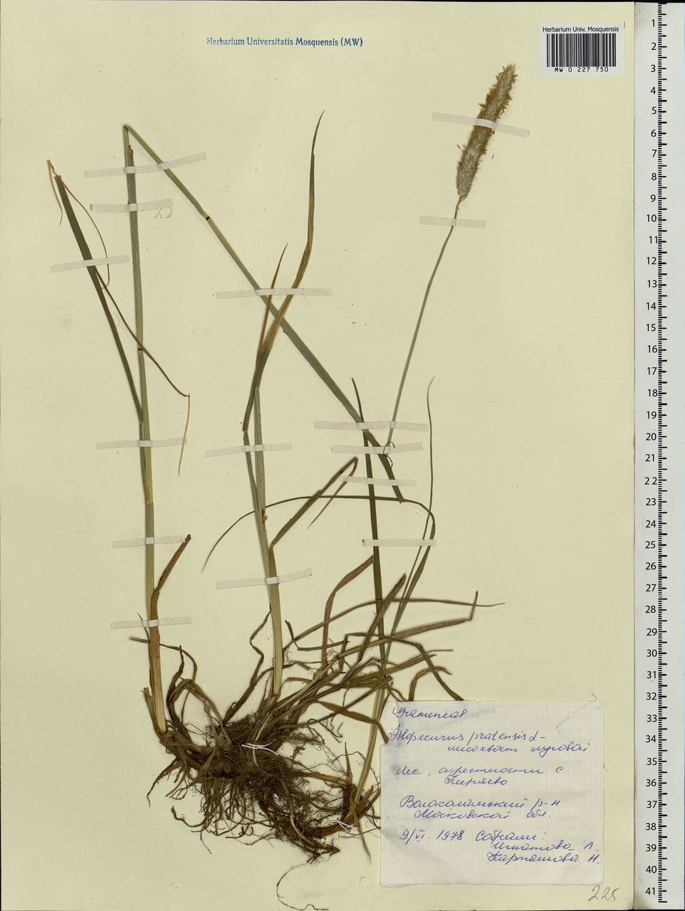 Alopecurus pratensis L., Eastern Europe, Moscow region (E4a) (Russia)