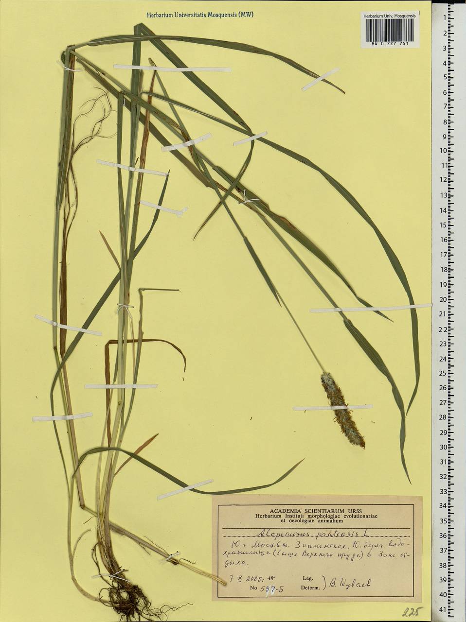 Alopecurus pratensis L., Eastern Europe, Moscow region (E4a) (Russia)