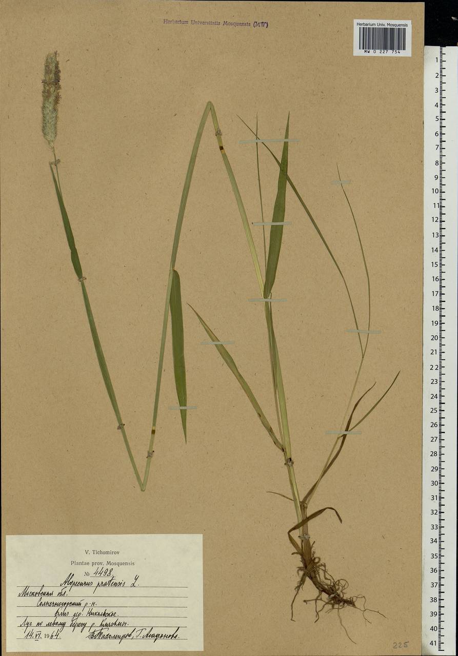 Alopecurus pratensis L., Eastern Europe, Moscow region (E4a) (Russia)