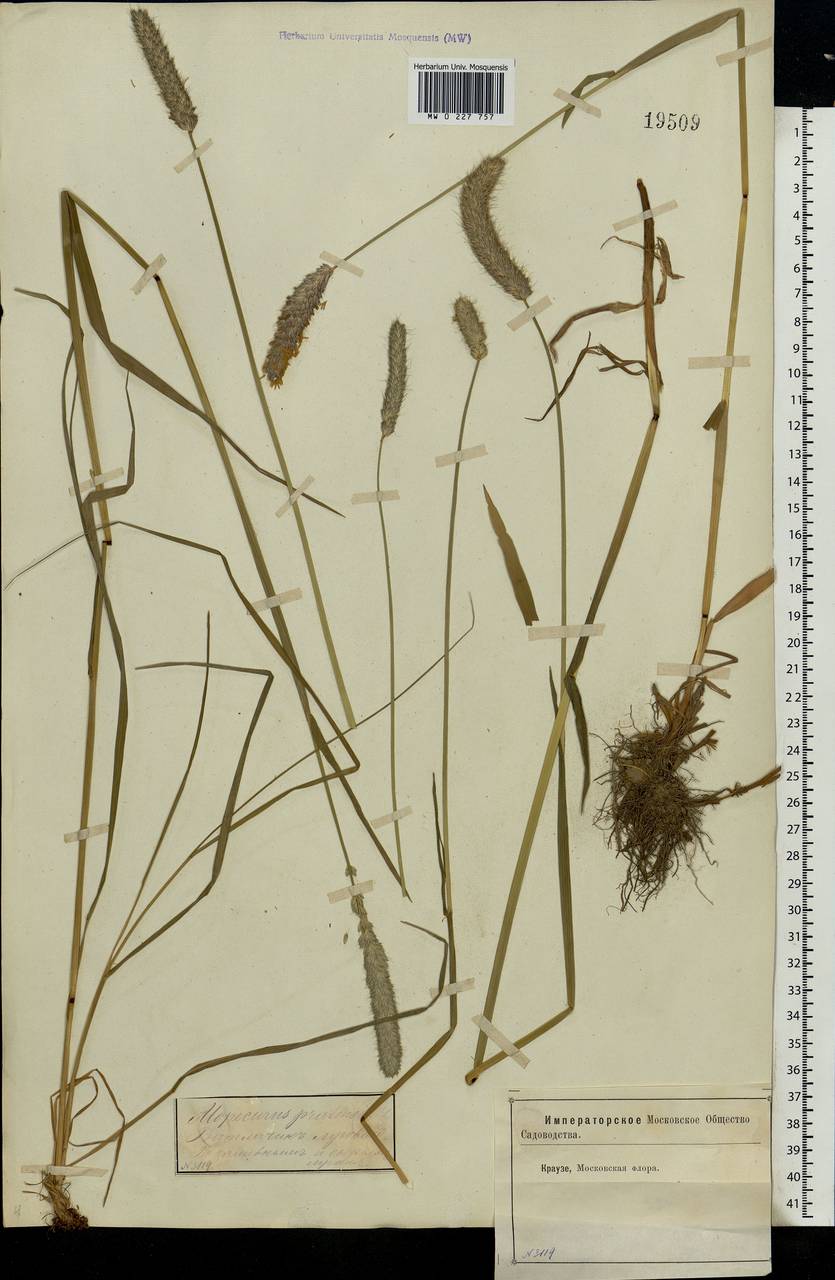 Alopecurus pratensis L., Eastern Europe, Moscow region (E4a) (Russia)