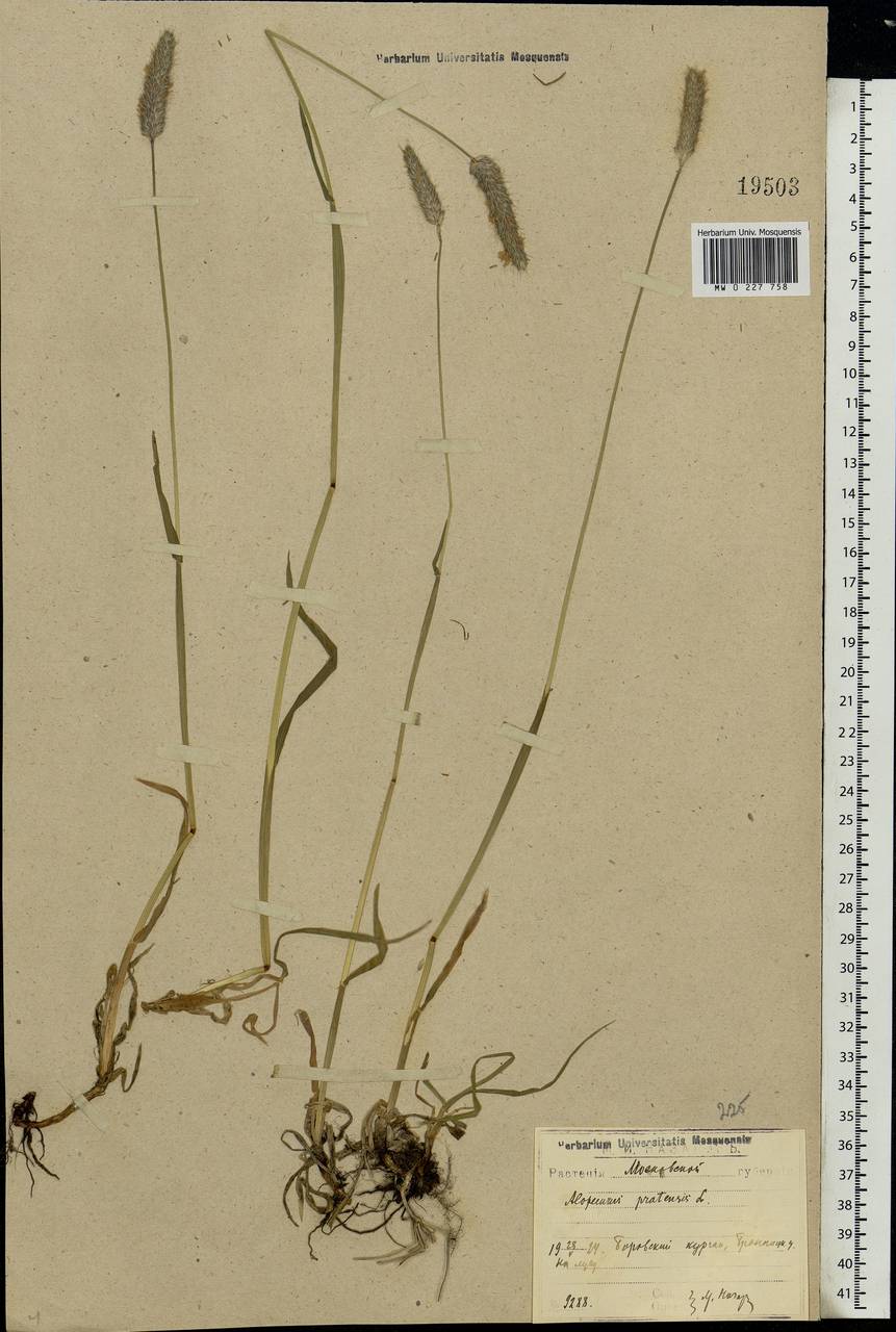 Alopecurus pratensis L., Eastern Europe, Moscow region (E4a) (Russia)