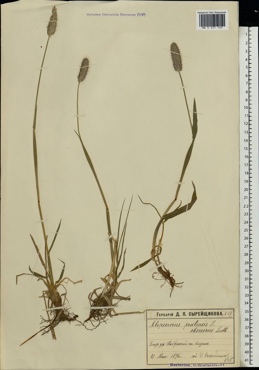 Alopecurus pratensis L., Eastern Europe, Moscow region (E4a) (Russia)