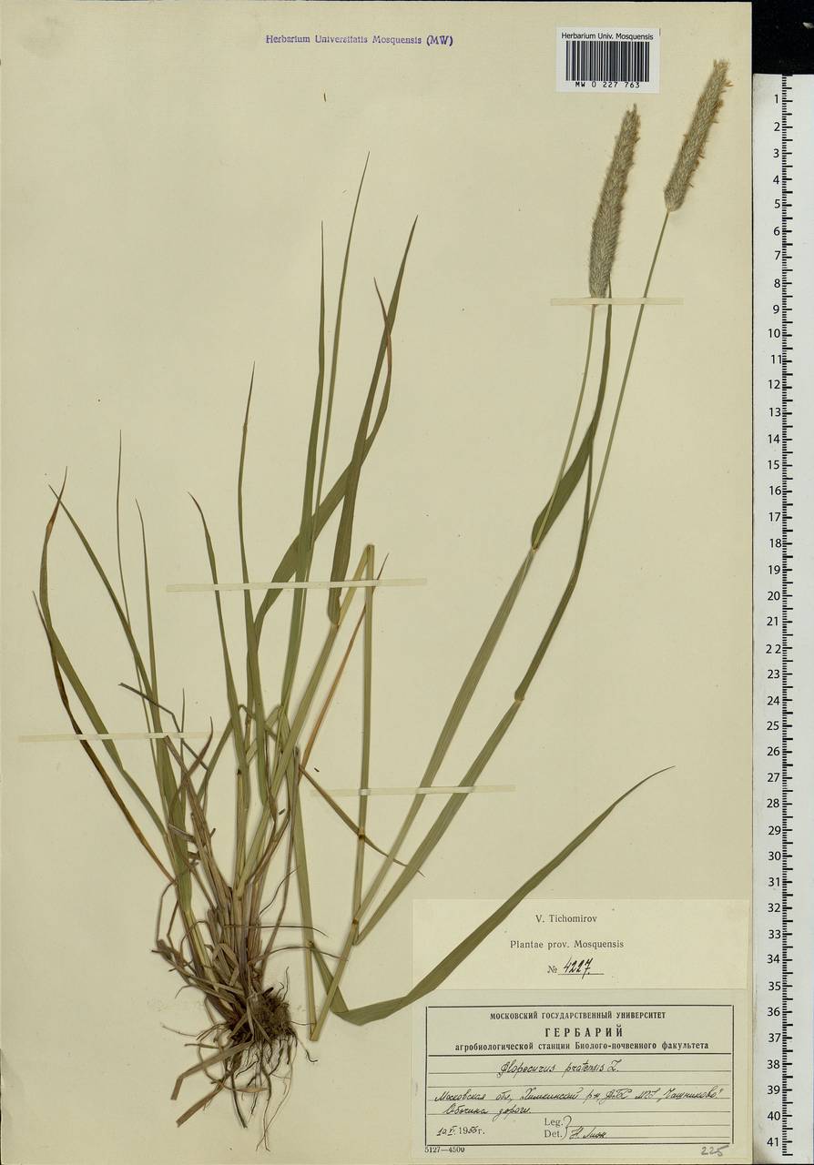 Alopecurus pratensis L., Eastern Europe, Moscow region (E4a) (Russia)