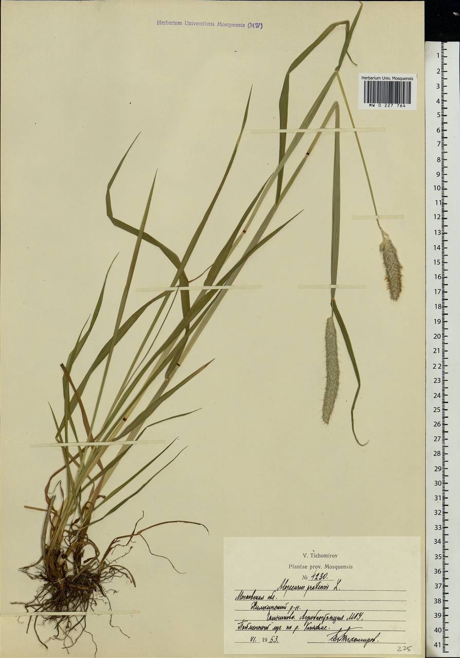 Alopecurus pratensis L., Eastern Europe, Moscow region (E4a) (Russia)