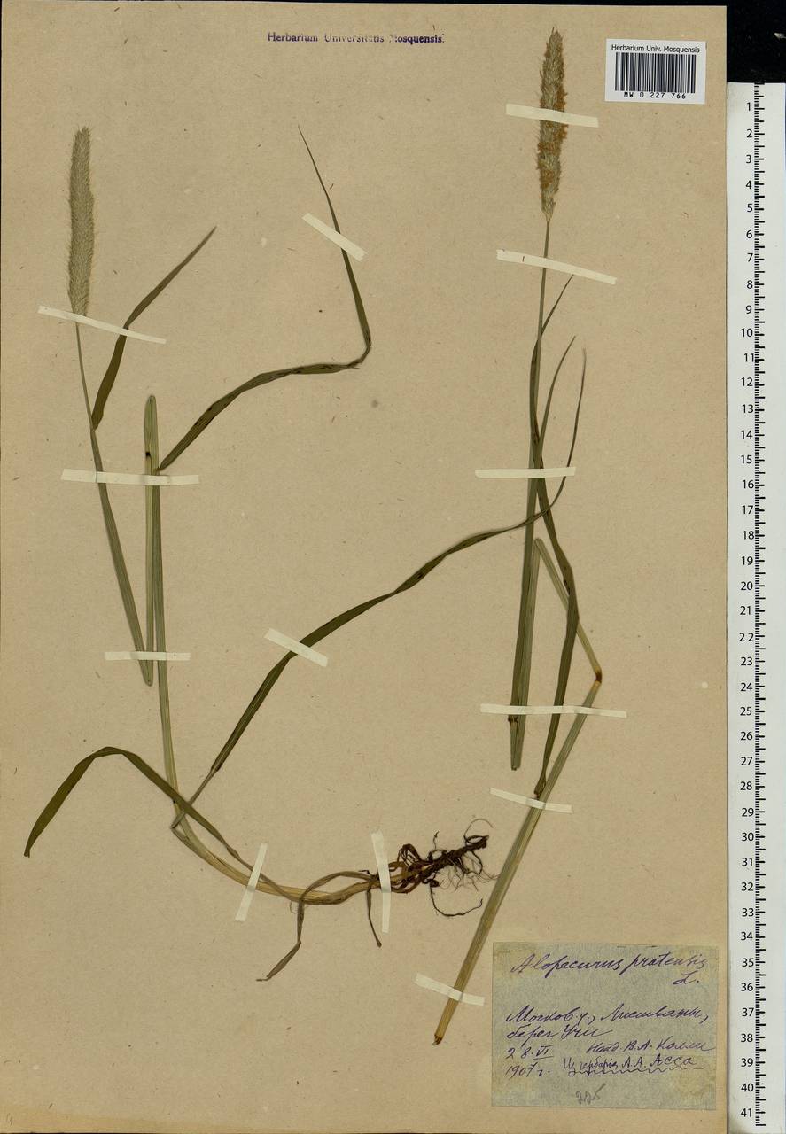 Alopecurus pratensis L., Eastern Europe, Moscow region (E4a) (Russia)