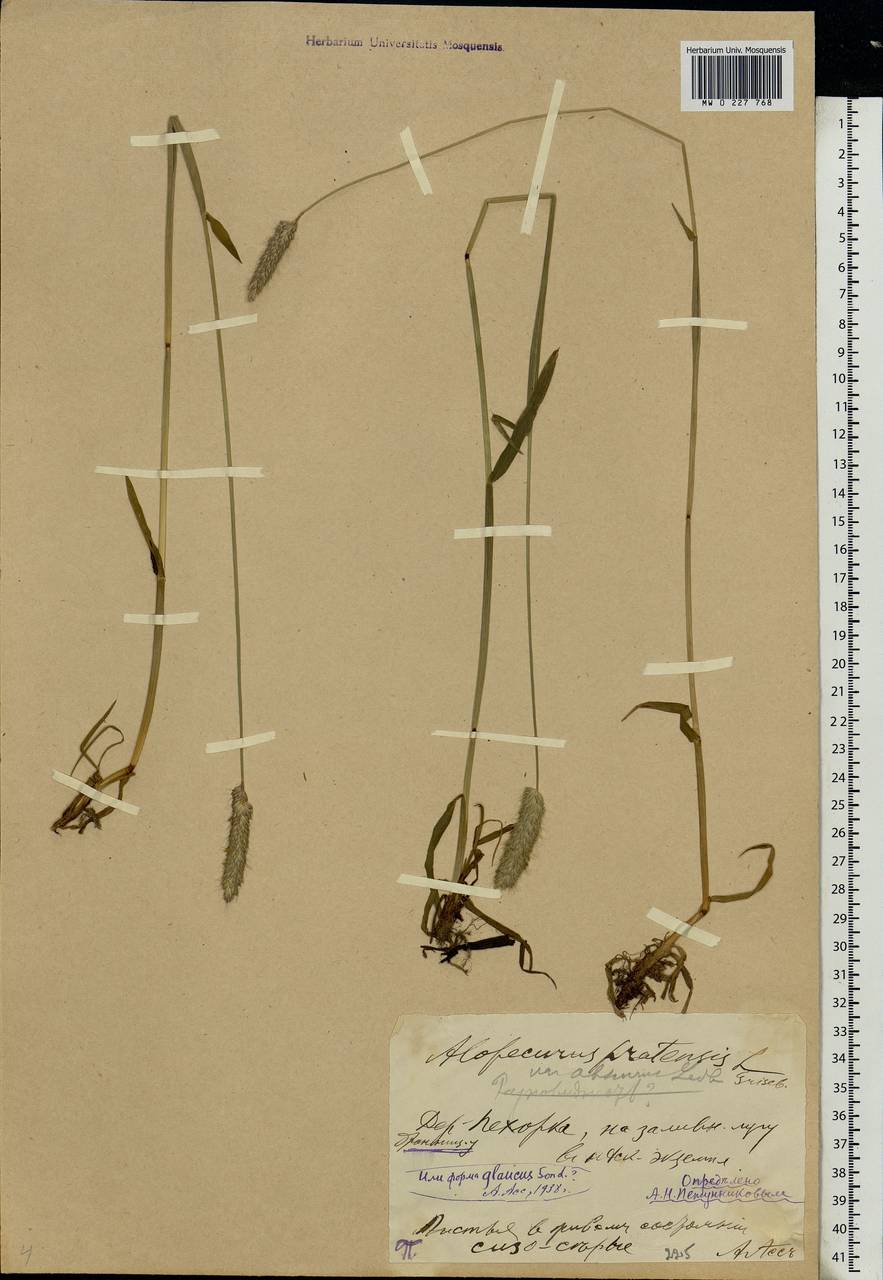 Alopecurus pratensis L., Eastern Europe, Moscow region (E4a) (Russia)