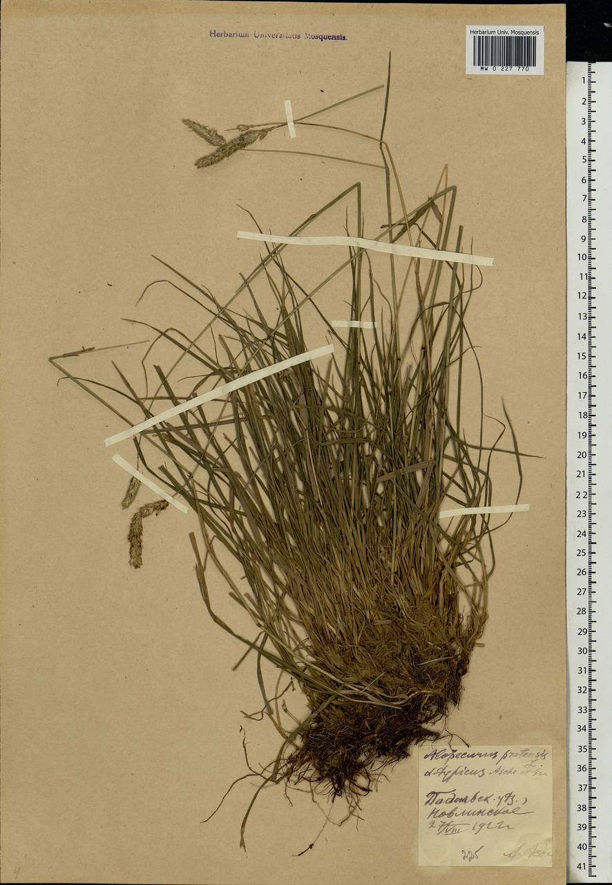 Alopecurus pratensis L., Eastern Europe, Moscow region (E4a) (Russia)