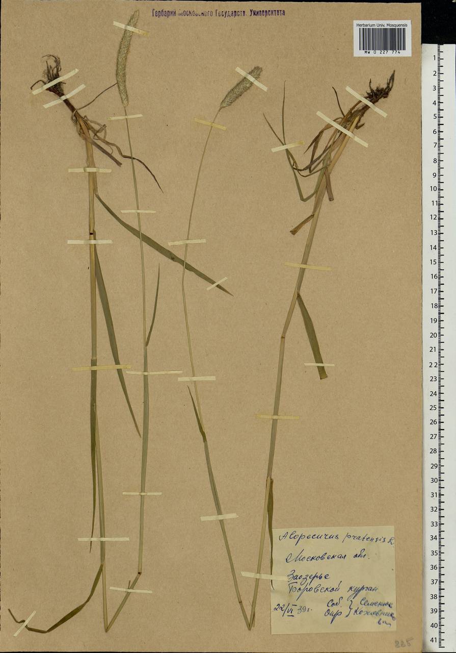 Alopecurus pratensis L., Eastern Europe, Moscow region (E4a) (Russia)