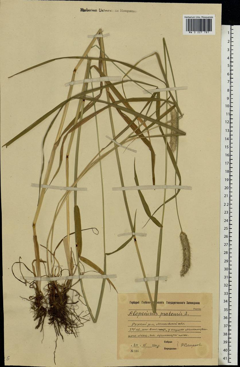 Alopecurus pratensis L., Eastern Europe, Moscow region (E4a) (Russia)