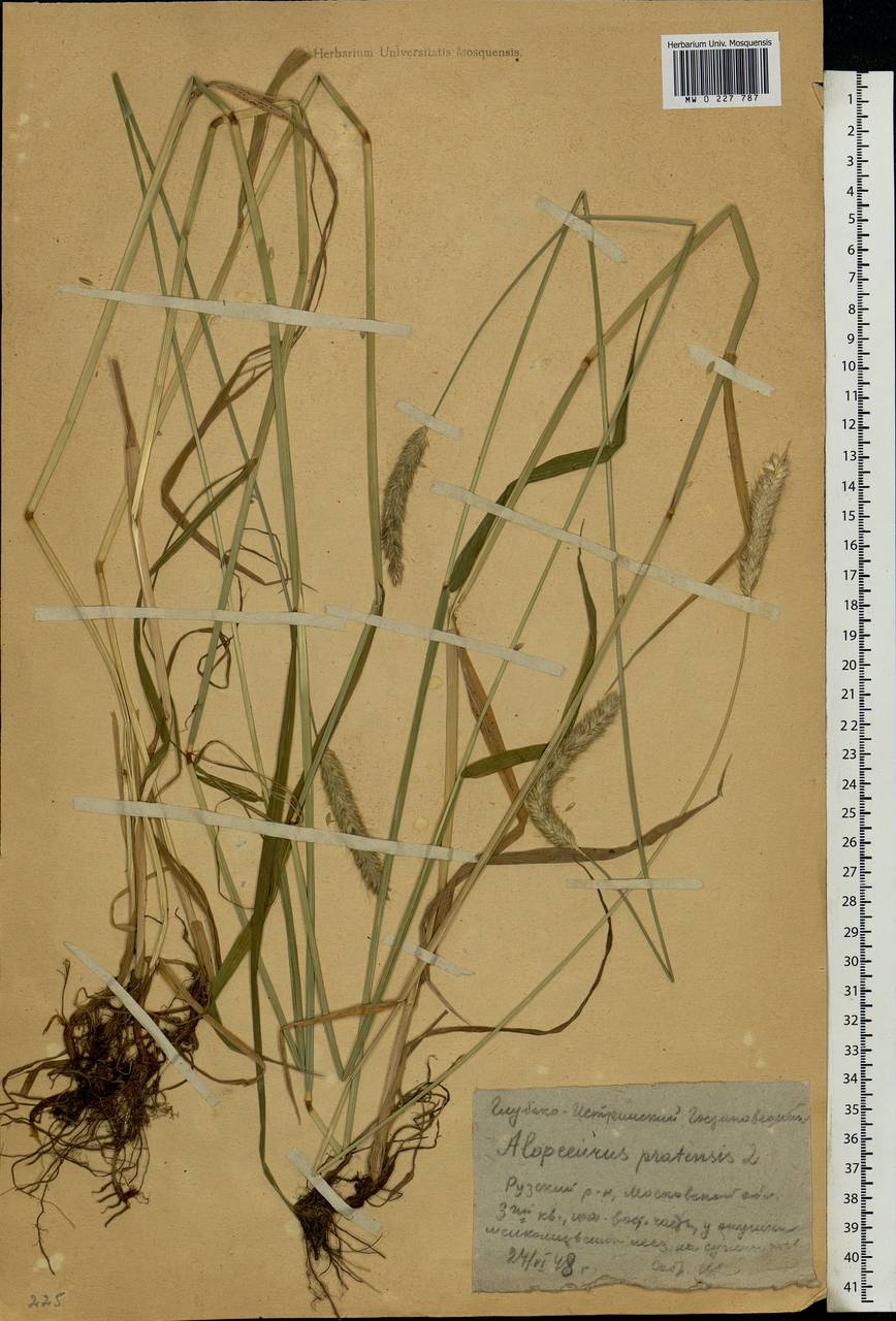 Alopecurus pratensis L., Eastern Europe, Moscow region (E4a) (Russia)