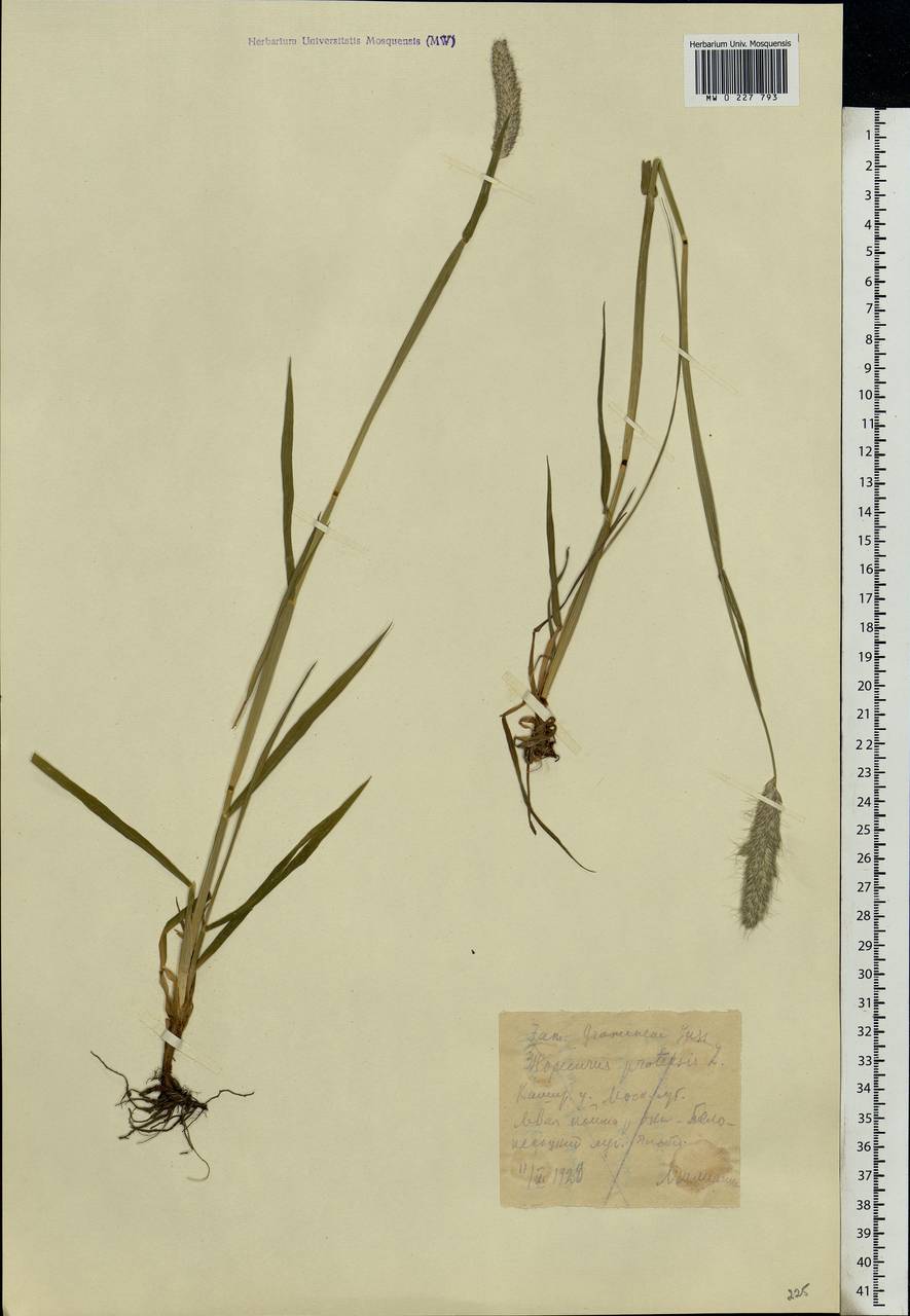 Alopecurus pratensis L., Eastern Europe, Moscow region (E4a) (Russia)