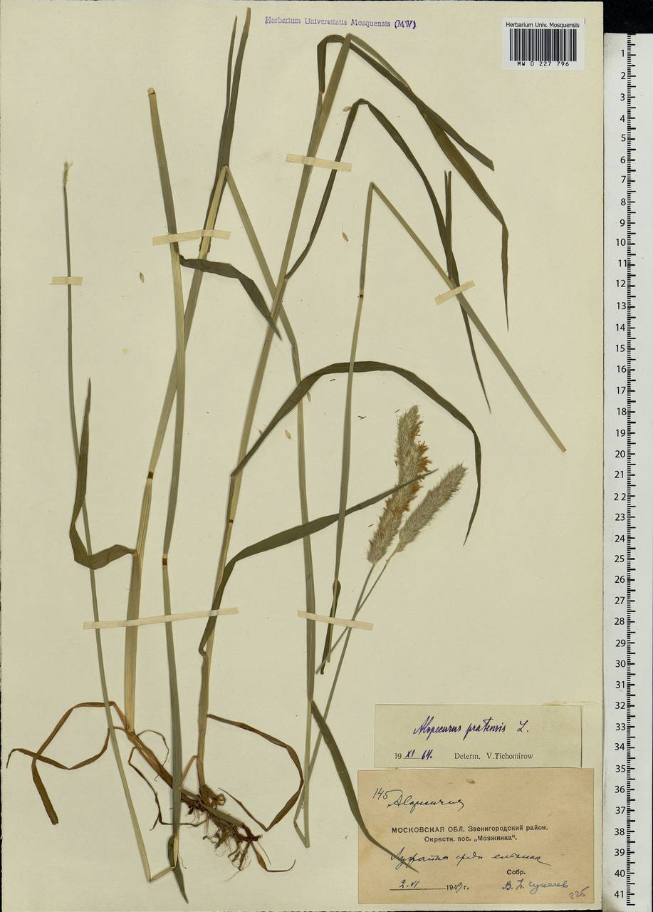 Alopecurus pratensis L., Eastern Europe, Moscow region (E4a) (Russia)