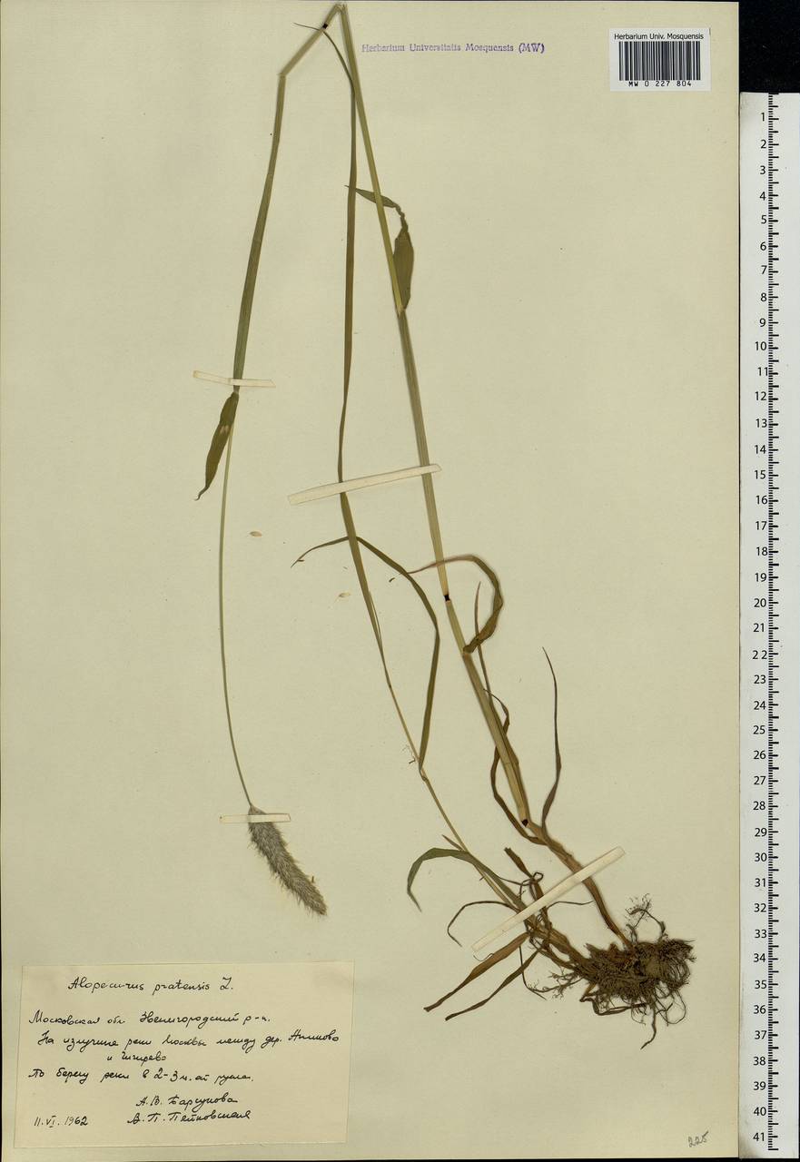 Alopecurus pratensis L., Eastern Europe, Moscow region (E4a) (Russia)