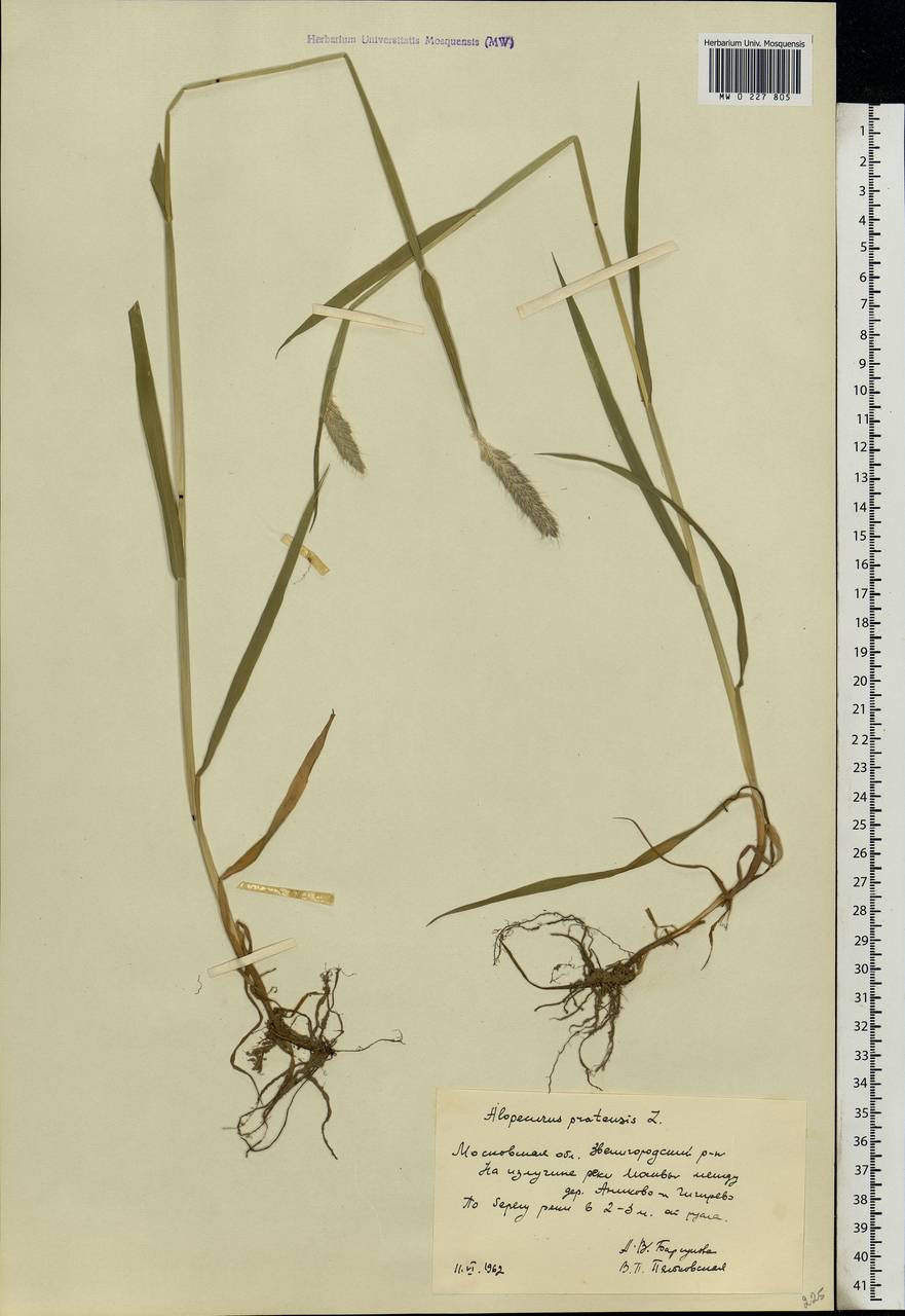 Alopecurus pratensis L., Eastern Europe, Moscow region (E4a) (Russia)