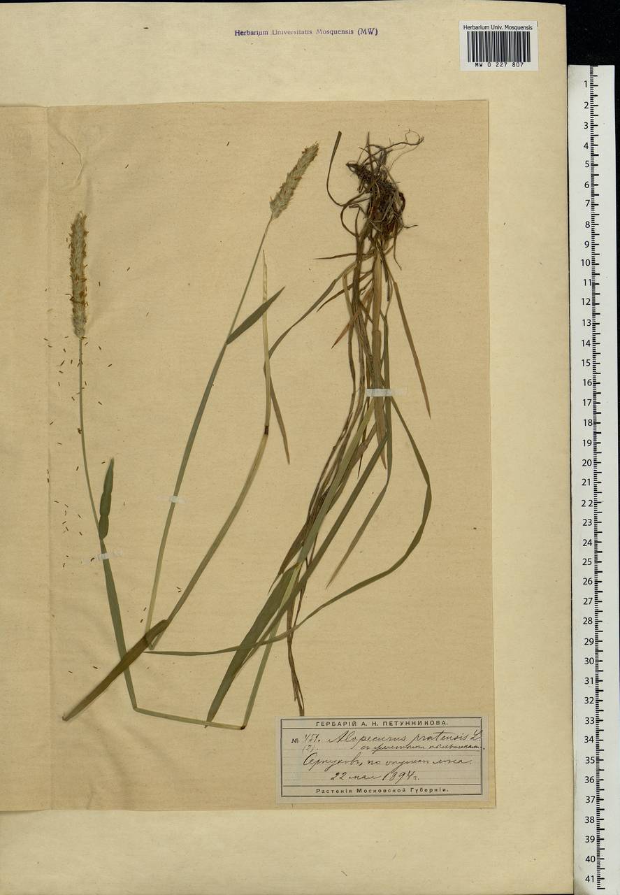 Alopecurus pratensis L., Eastern Europe, Moscow region (E4a) (Russia)