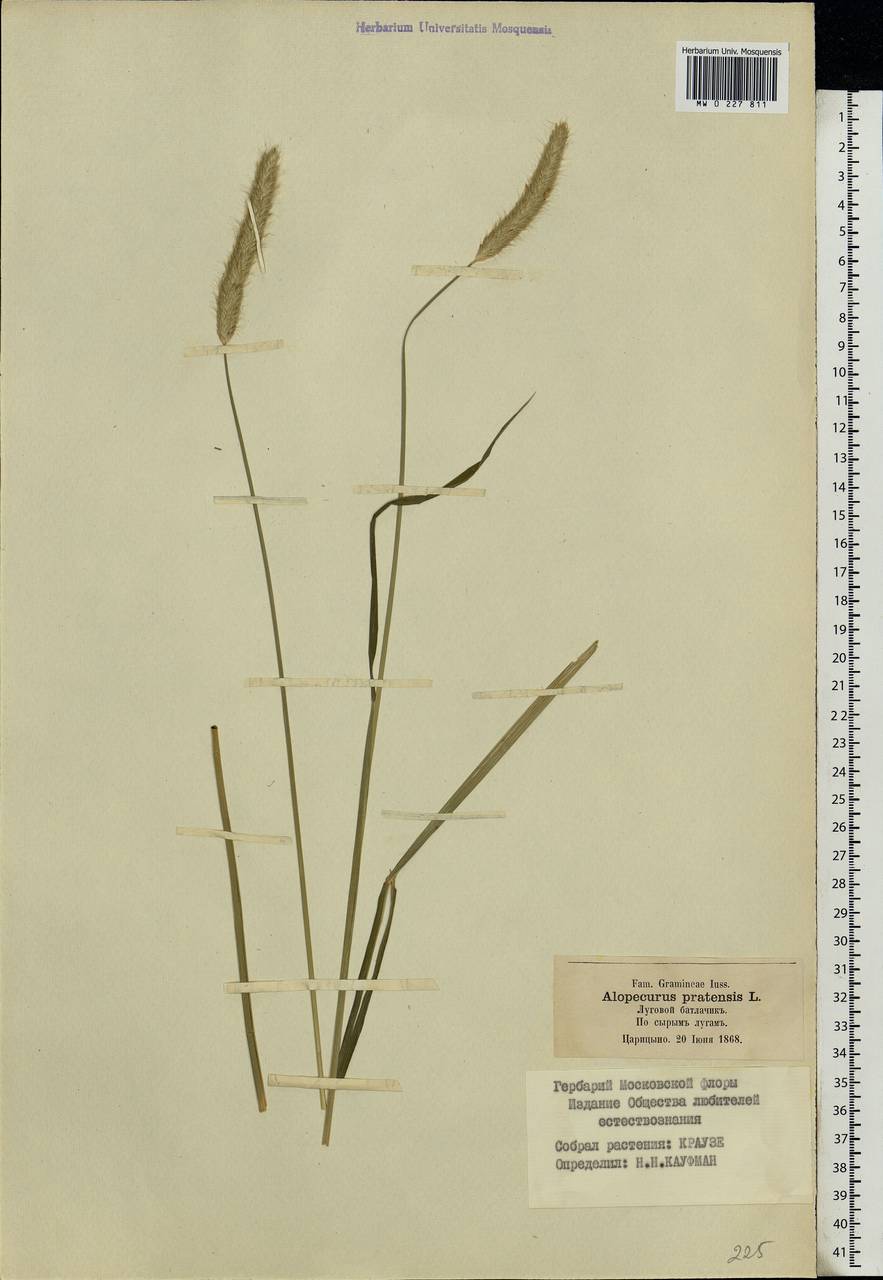 Alopecurus pratensis L., Eastern Europe, Moscow region (E4a) (Russia)