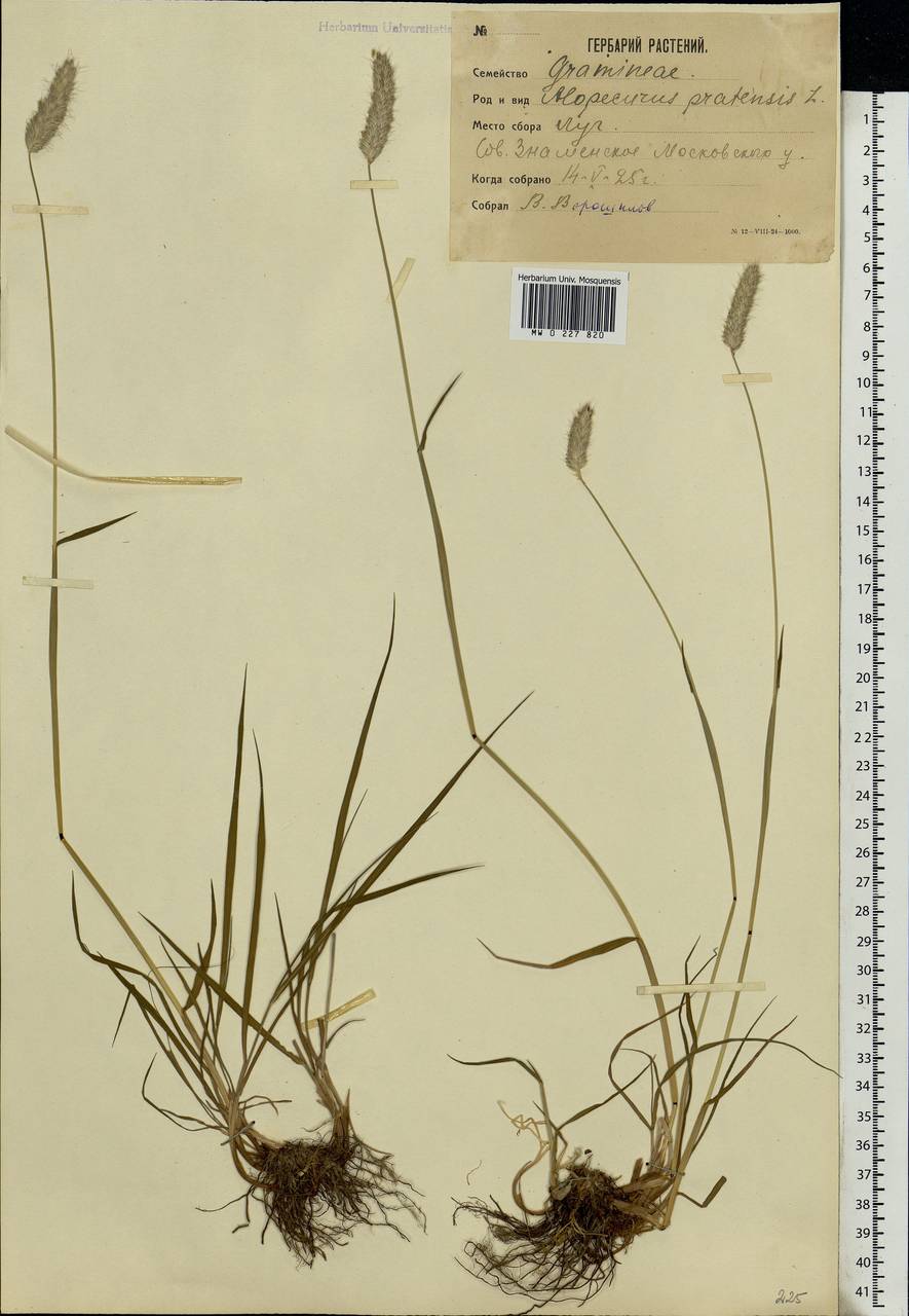 Alopecurus pratensis L., Eastern Europe, Moscow region (E4a) (Russia)