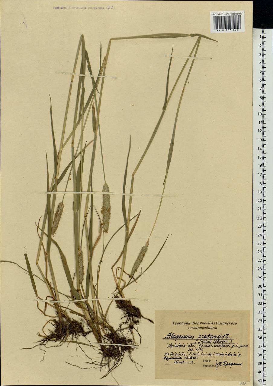 Alopecurus pratensis L., Eastern Europe, Moscow region (E4a) (Russia)