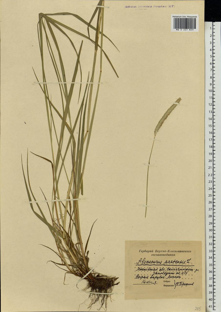 Alopecurus pratensis L., Eastern Europe, Moscow region (E4a) (Russia)
