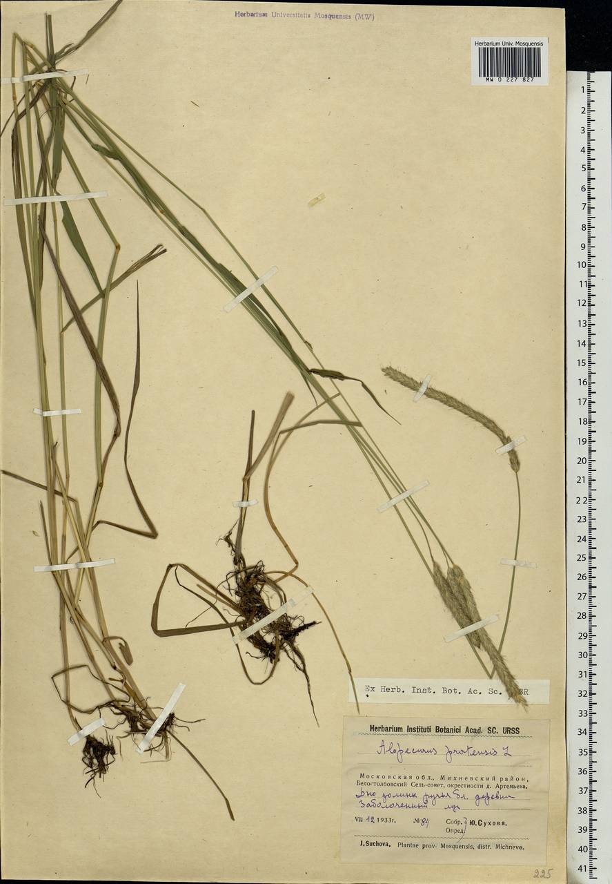 Alopecurus pratensis L., Eastern Europe, Moscow region (E4a) (Russia)
