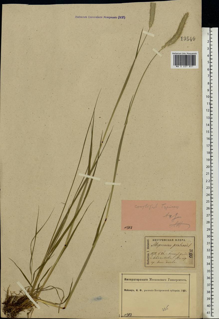 Alopecurus pratensis L., Eastern Europe, Central forest-and-steppe region (E6) (Russia)