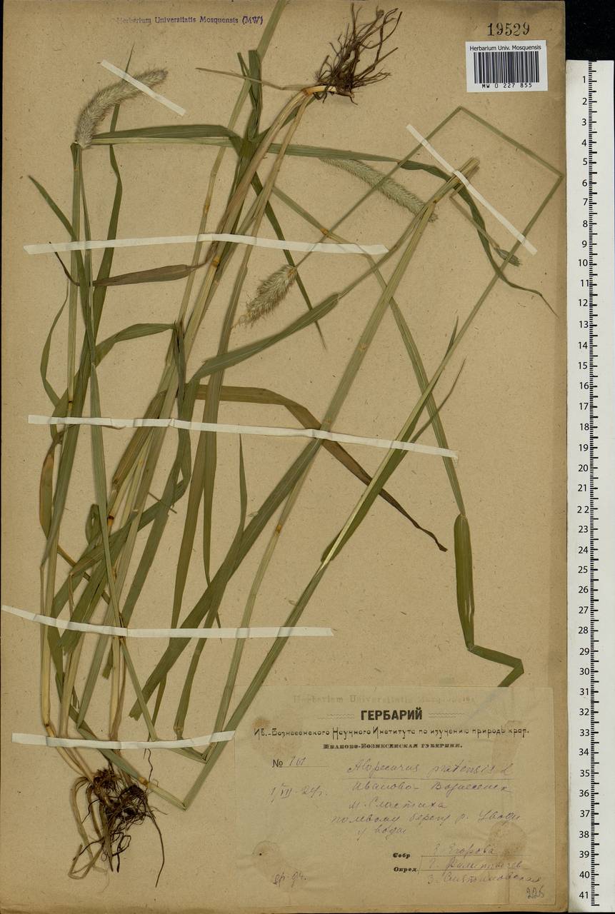 Alopecurus pratensis L., Eastern Europe, Central forest region (E5) (Russia)