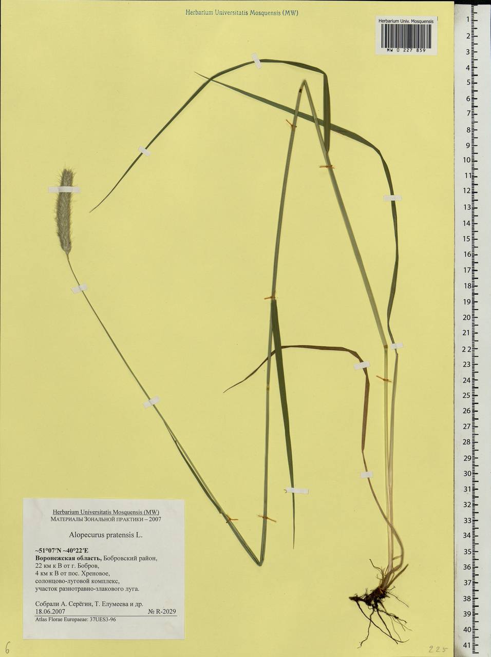 Alopecurus pratensis L., Eastern Europe, Central forest-and-steppe region (E6) (Russia)