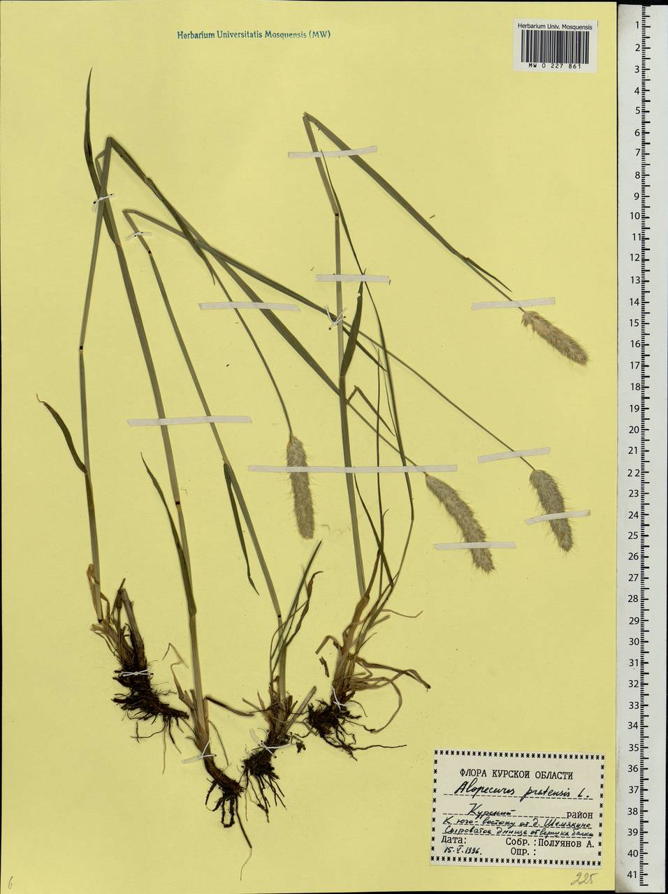Alopecurus pratensis L., Eastern Europe, Central forest-and-steppe region (E6) (Russia)