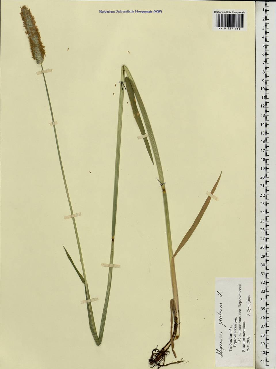Alopecurus pratensis L., Eastern Europe, Central forest-and-steppe region (E6) (Russia)