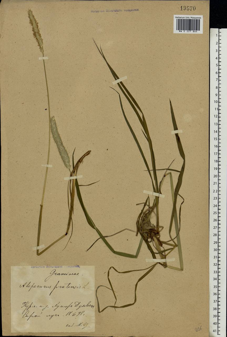 Alopecurus pratensis L., Eastern Europe, Central forest-and-steppe region (E6) (Russia)