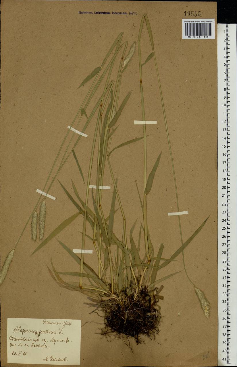 Alopecurus pratensis L., Eastern Europe, Central forest-and-steppe region (E6) (Russia)