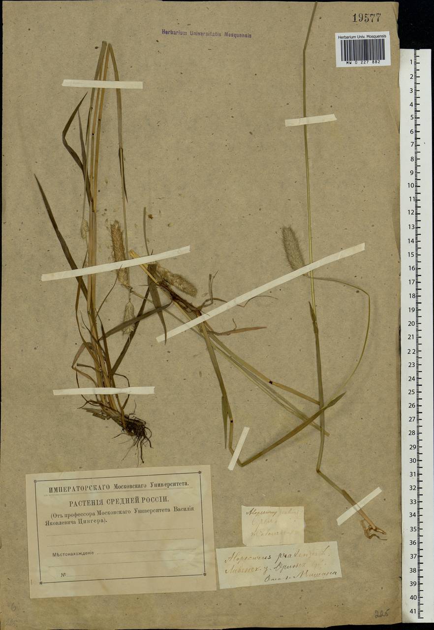 Alopecurus pratensis L., Eastern Europe, Central forest-and-steppe region (E6) (Russia)