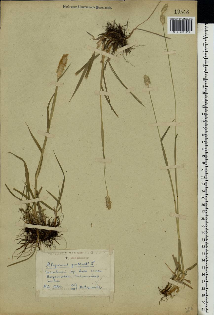 Alopecurus pratensis L., Eastern Europe, Central forest-and-steppe region (E6) (Russia)