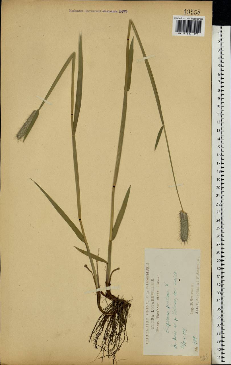 Alopecurus pratensis L., Eastern Europe, Central forest-and-steppe region (E6) (Russia)