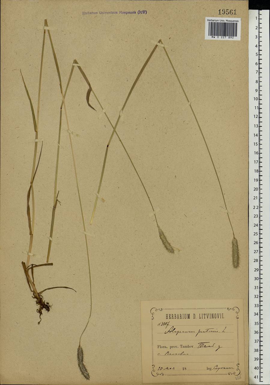 Alopecurus pratensis L., Eastern Europe, Central forest-and-steppe region (E6) (Russia)