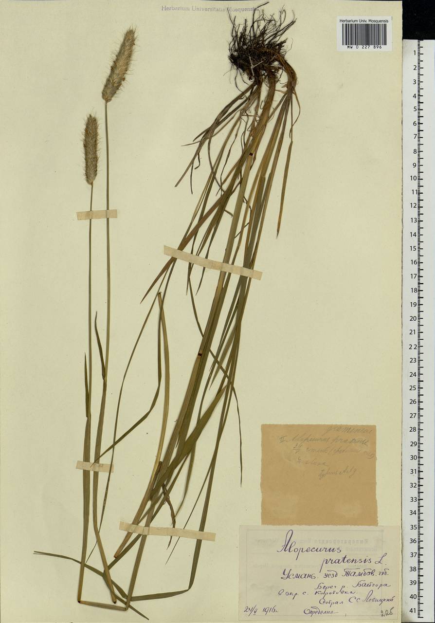 Alopecurus pratensis L., Eastern Europe, Central forest-and-steppe region (E6) (Russia)