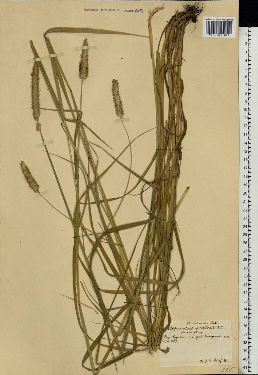 Alopecurus pratensis L., Eastern Europe, Central forest-and-steppe region (E6) (Russia)