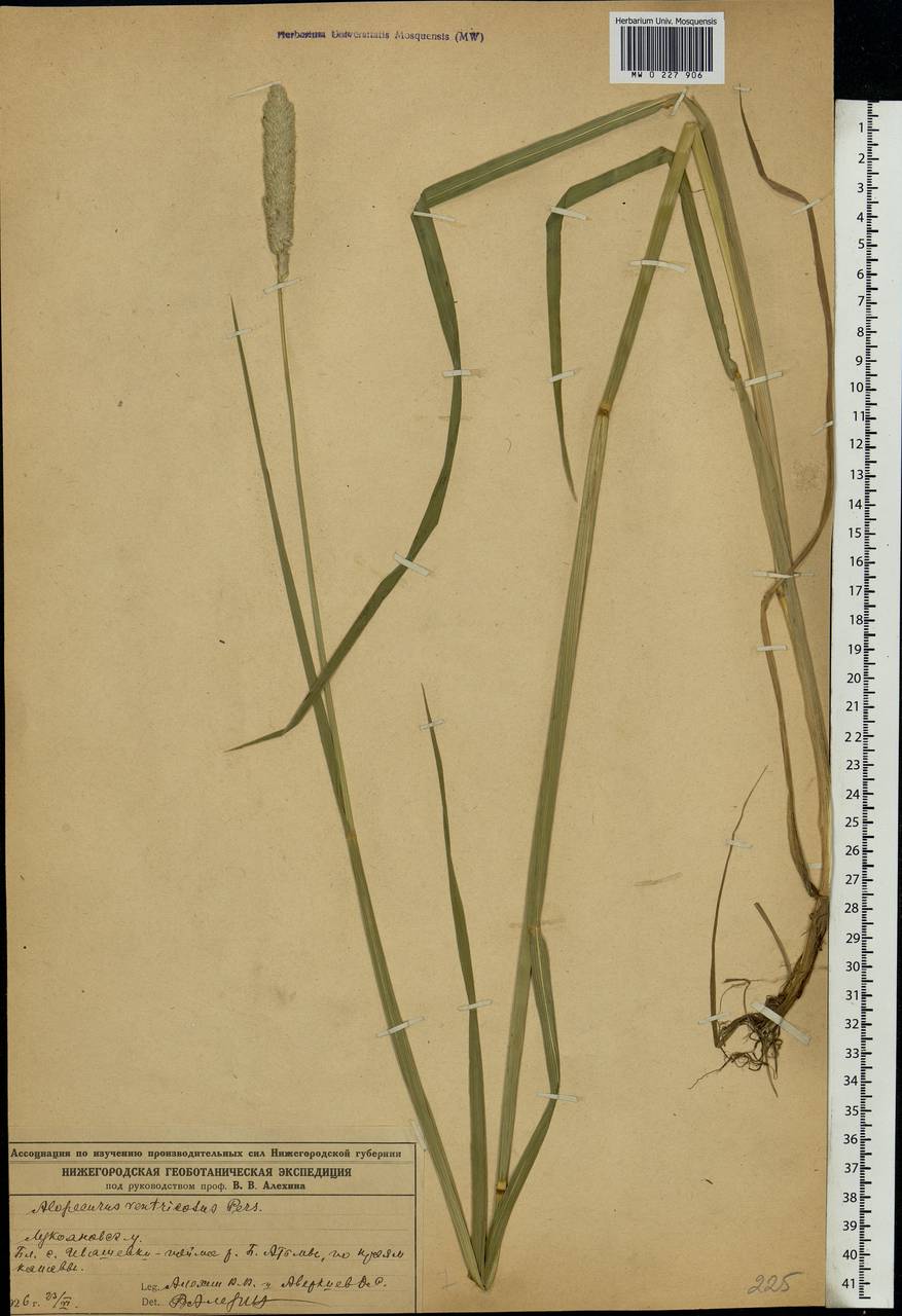 Alopecurus pratensis L., Eastern Europe, Volga-Kama region (E7) (Russia)