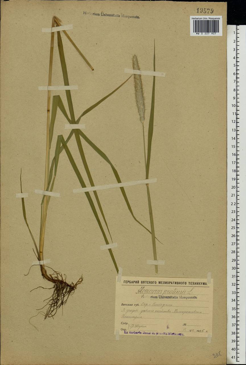 Alopecurus pratensis L., Eastern Europe, Volga-Kama region (E7) (Russia)