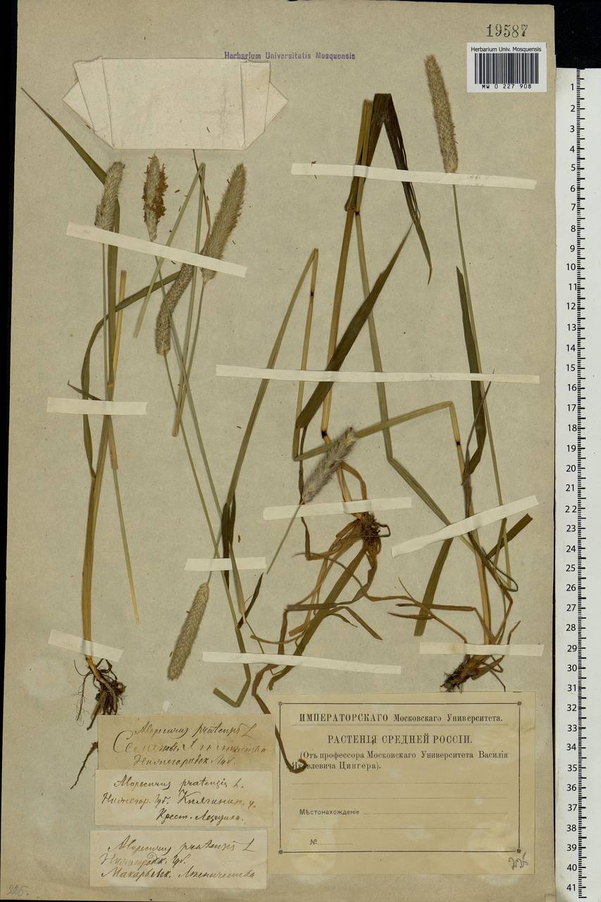 Alopecurus pratensis L., Eastern Europe, Volga-Kama region (E7) (Russia)