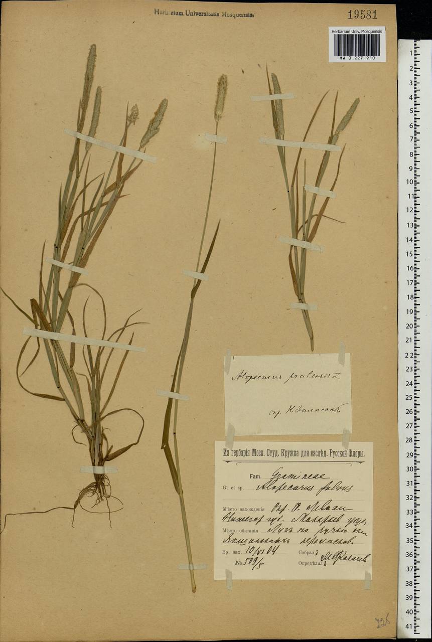 Alopecurus pratensis L., Eastern Europe, Volga-Kama region (E7) (Russia)